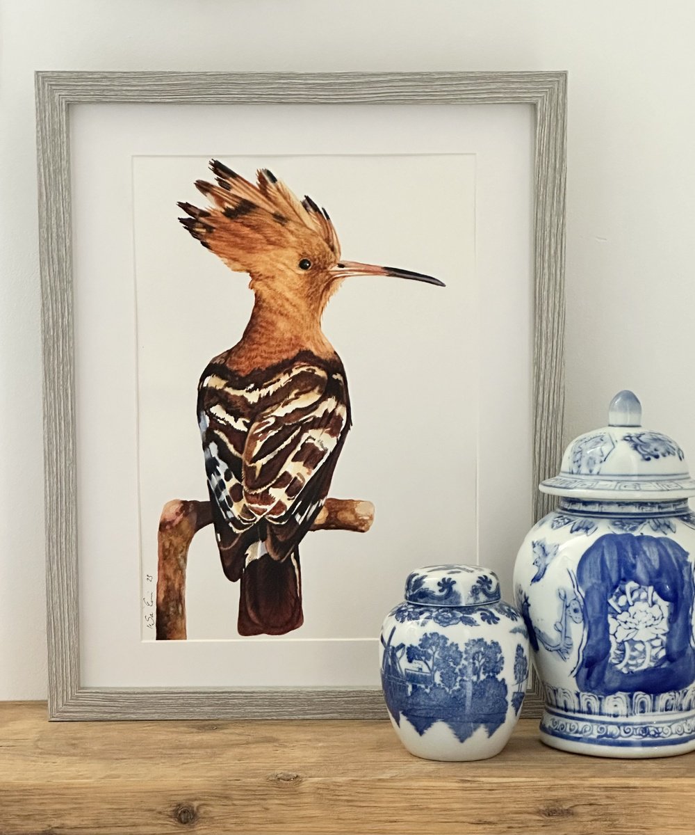 Hoopoe Bird Painting by Irsa Ervin