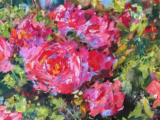 Garden Roses