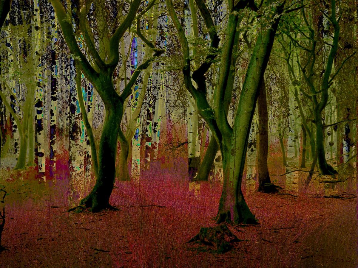 Mysterious Woodland I by Geert Lemmers FPA