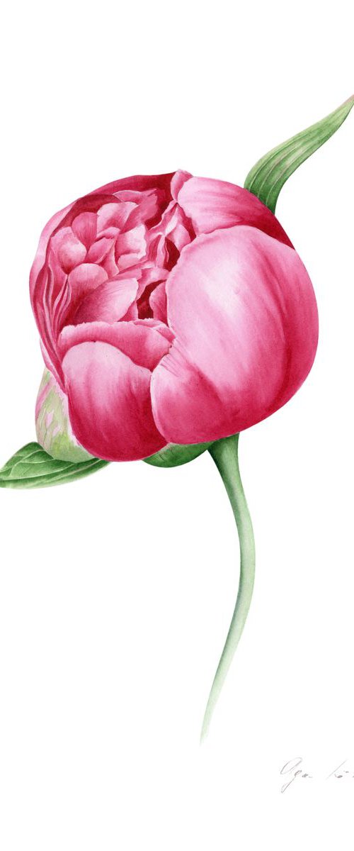 Peony Bud by Olga Koelsch