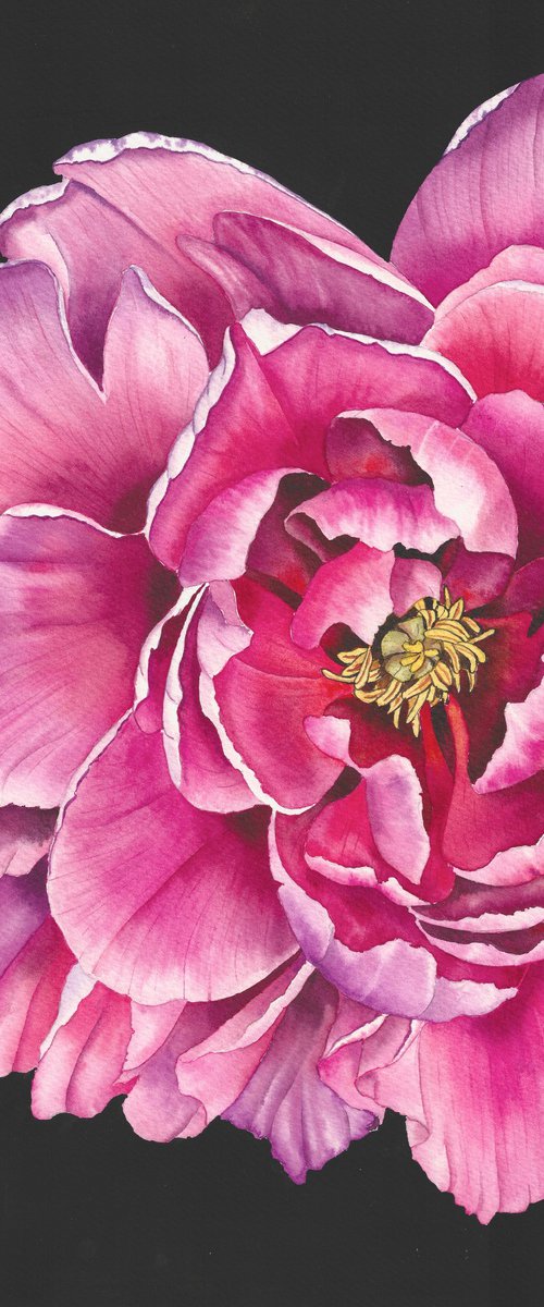 Midnight Peony by Oksana Abdukadyrova