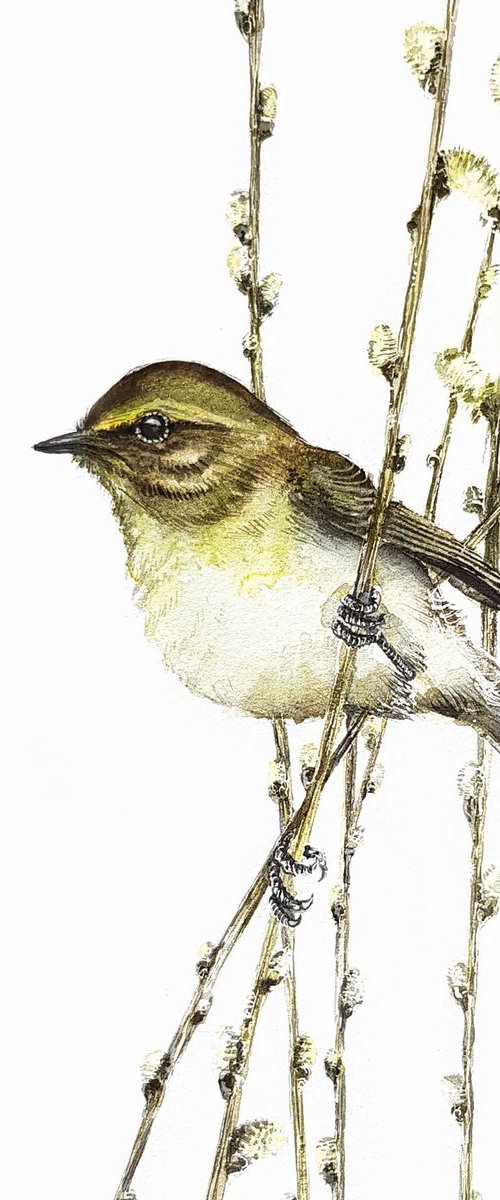 Common chiffchaff,  birds, wildlife watercolours by Karolina Kijak