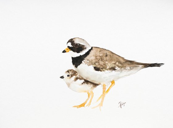 Ringed Plover (Charadrius hiaticula)