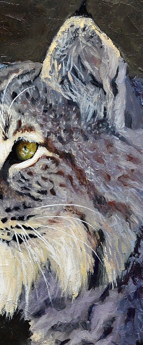 The Gaze - Bobcat by Jason Edward Doucette