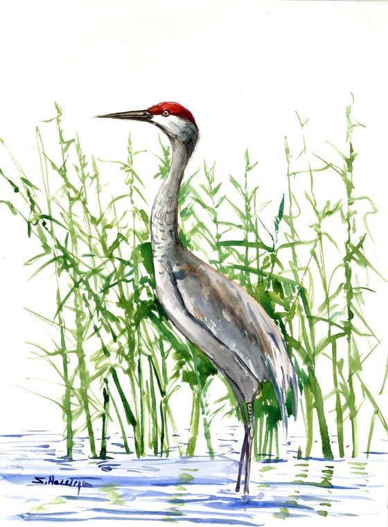 Sandhill Crane