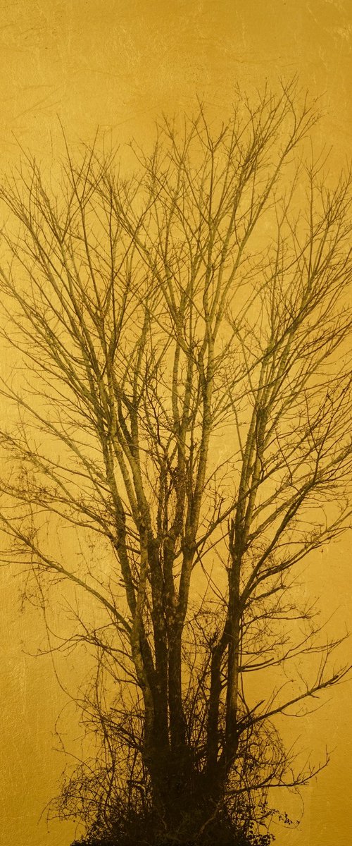 Solo ligno 2 by Andrew Mortimer