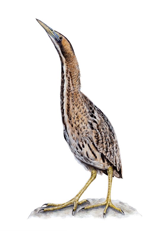 Original pastel drawing bird "Eurasian bittern"