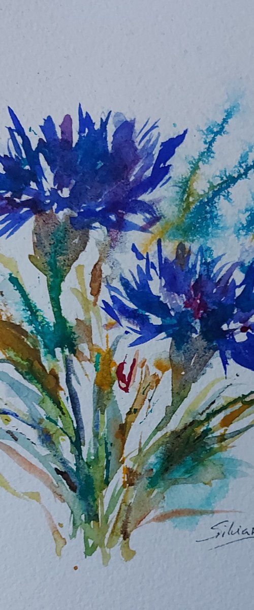 Cornflowers by Silvia Flores Vitiello