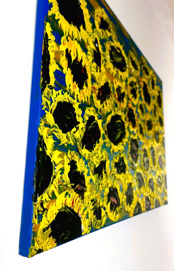 Blooming sunflowers 7