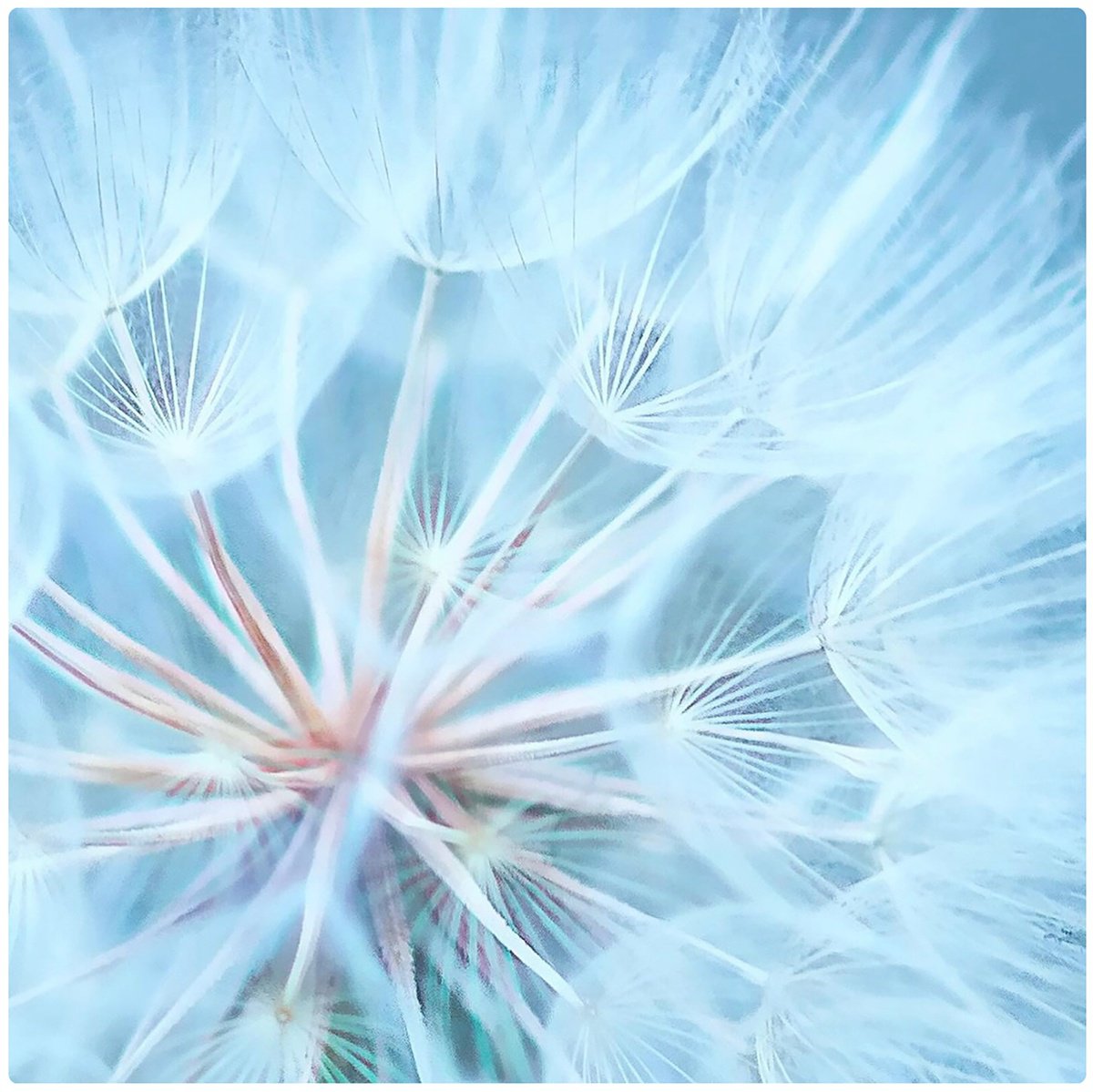 Photorealistic Botanical Photograph By Emily Kent, 20 X 20, Dandelion Blues, Original Artwork