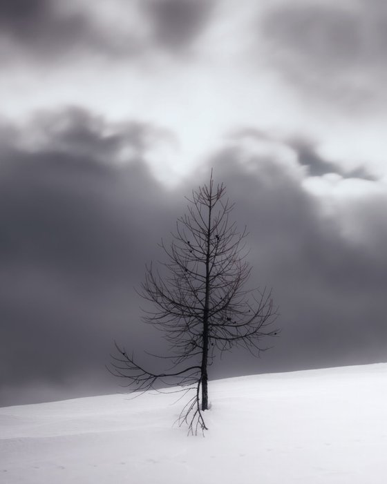 White Italian Scape #12