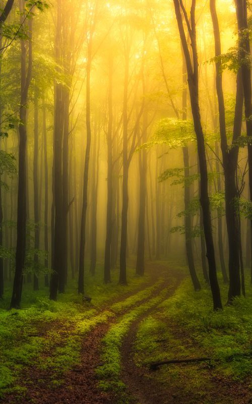 Carpathian enlightenment by Janek Sedlar