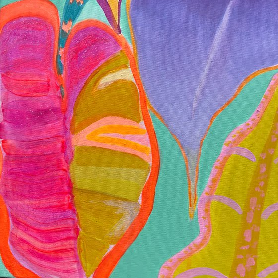 'Rainbow Alocasia'
