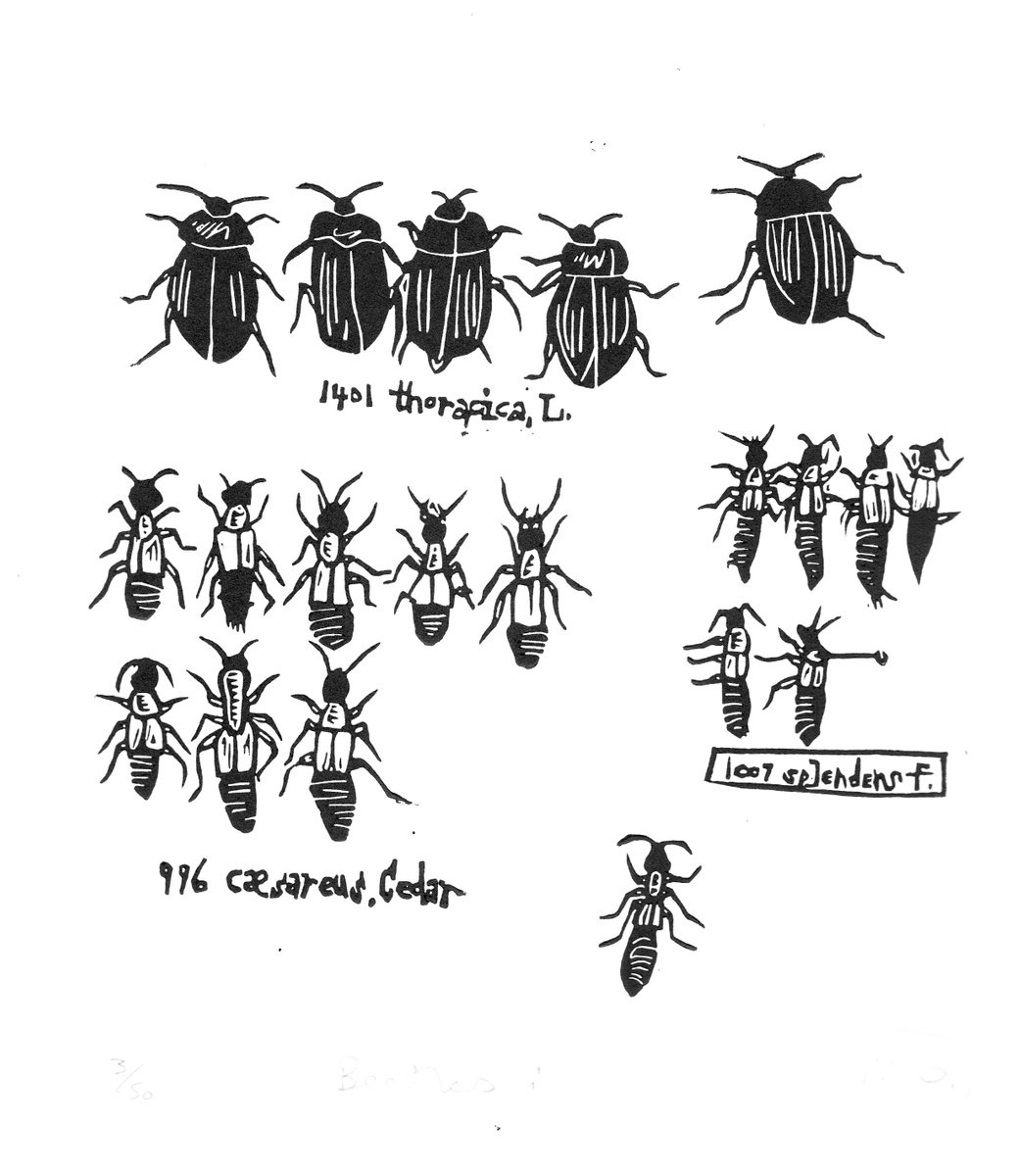 Beetles i - lino cut print by Melanie Wickham