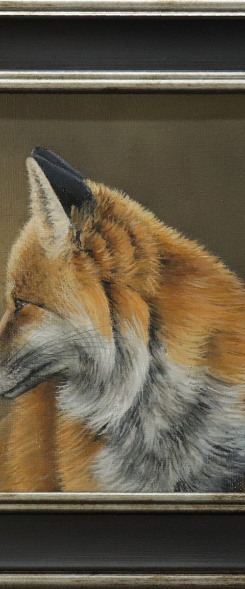 A Fox by Alex Jabore