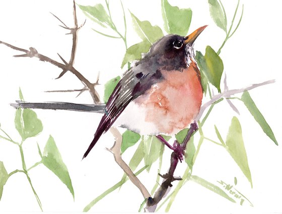 American Robin Bird Art