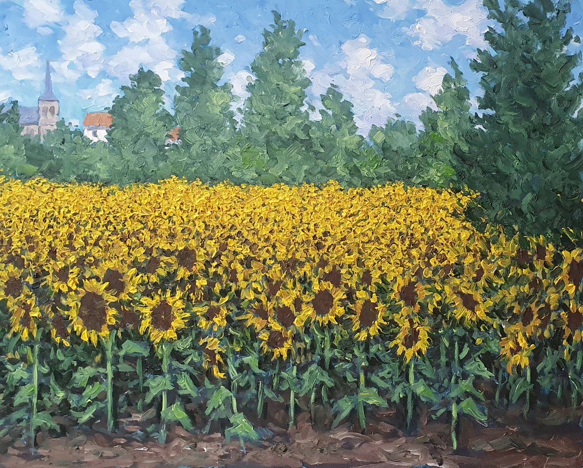 Field of sunflowers by colin ross jack