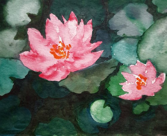 Water lilies SL 19 -  Lily pad