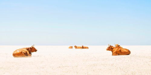 SUNBATHING COWS by Andrew Lever