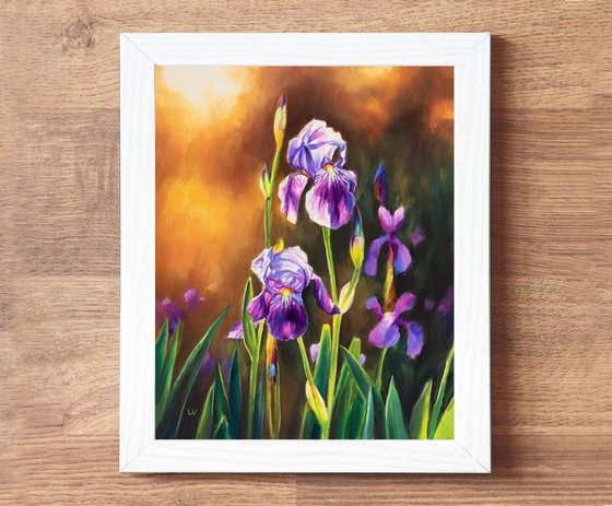 Purple iris flowers in a sunset meadow