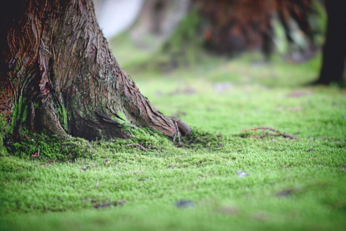 Photorealistic Botanical Photograph By Emily Kent, 30 X 20, Forest Floor, Original Artwork