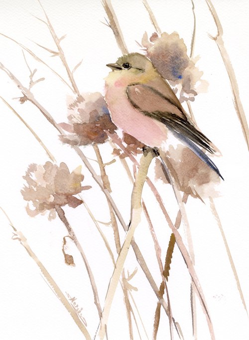 Female American Goldfinch  and field plants by Suren Nersisyan