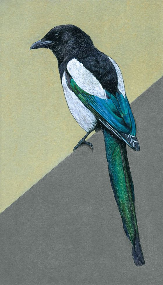 Original pastel drawing bird "Common magpie"