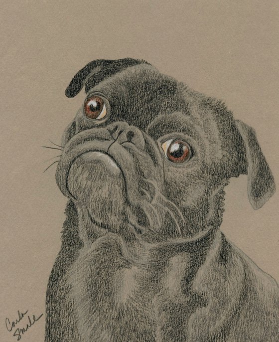 Pet Dog Black Pug Art Original 6 x 8 Drawing-Carla Smale