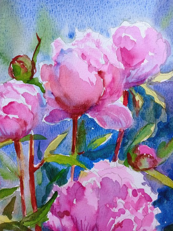 Peonies flowers