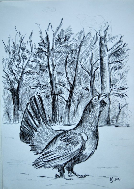 Wood  grouse