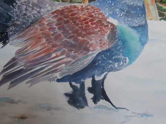WOOD GROUSE