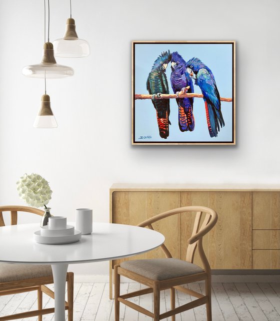 Red-tailed Black Cockatoos