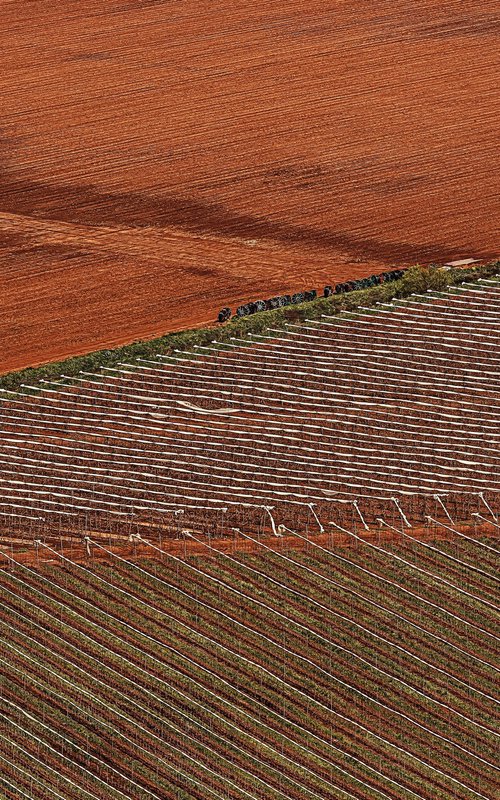 Vineyards by Lidiya Dmitrieva