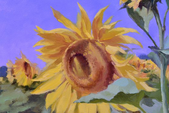 Sunflowers