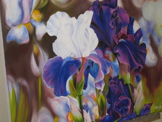 White and Purple Irises