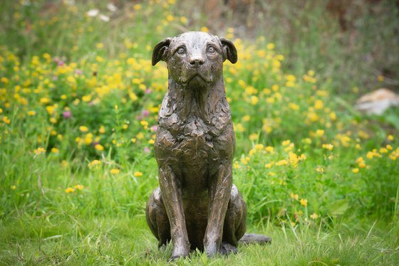 Sitting Crossbreed Dog BR