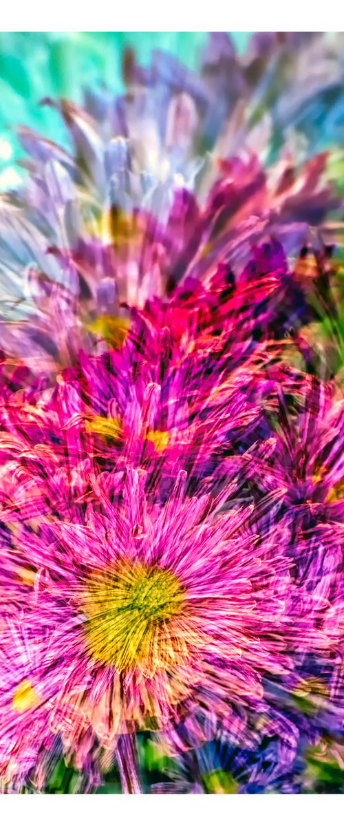 Abstract Flowers #9. Limited Edition 1/25 12x12 inch Photographic Print. by Graham Briggs