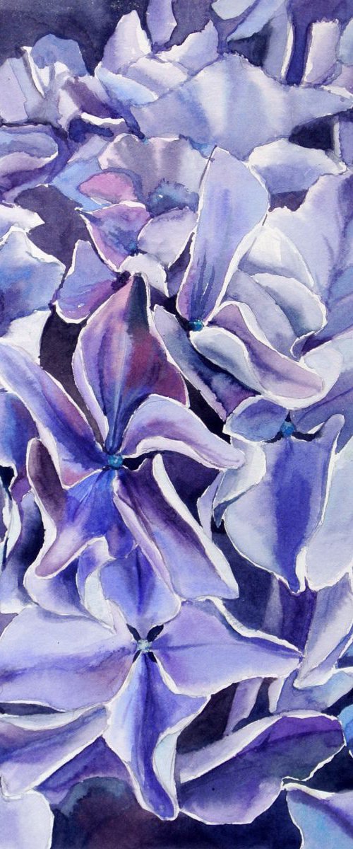 A Purple Hydrangea by Ksenia Astakhova