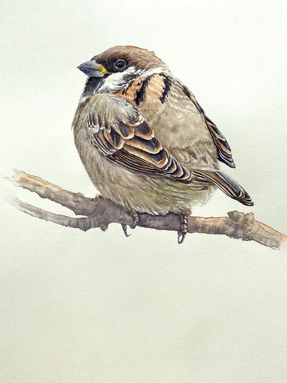 Nuthatch & sparrow chick (Set of 2)