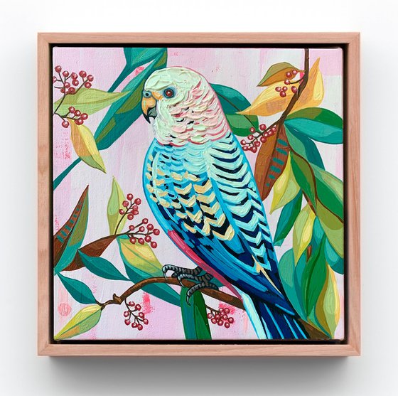 Budgie Beauties: Dazzle