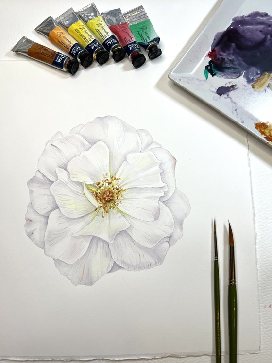 White rose.  Original watercolor artwork.