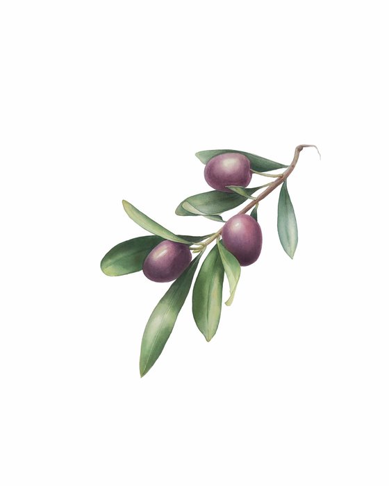 Olive branch. Original watercolor artvork.