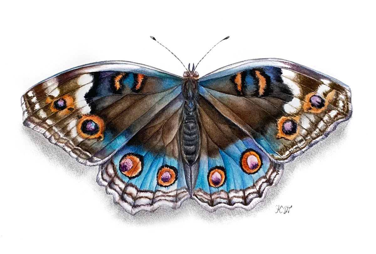 Blue pansy butterfly watercolor illustration by Ksenia Tikhomirova