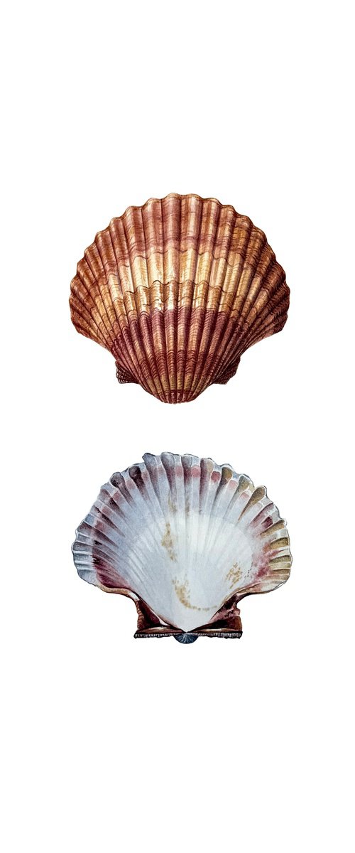 Scallop Shell Study 2 by Yuliia Prokopchuk