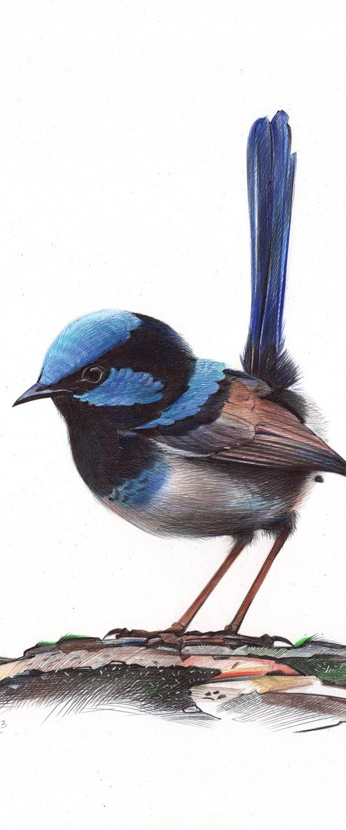 Superb Fairywren by Daria Maier