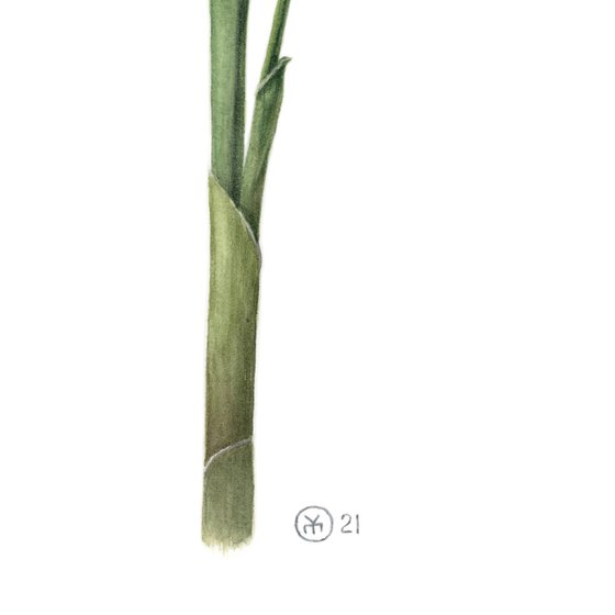 Lily of the valley