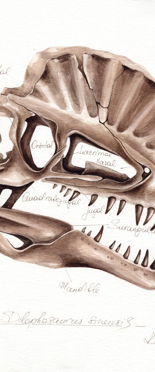 Dilophosaurus skull, anatomy by Katya Shiova