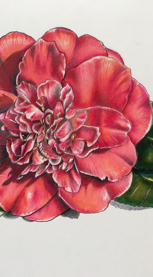 Camellia by Karen Elaine  Evans