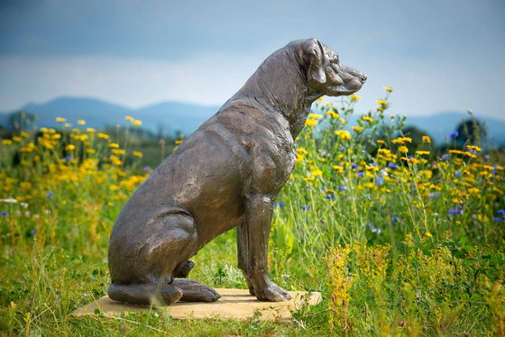 Sitting Sporting Labrador BR