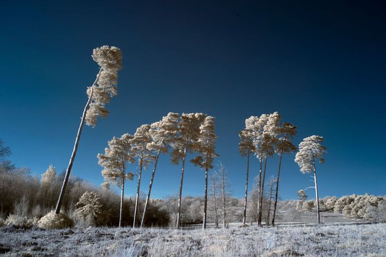 Trees, Lord's Piece